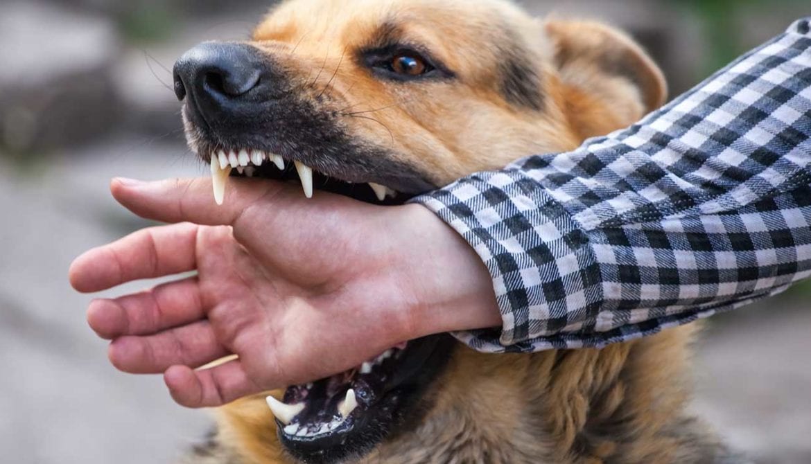 Dog Bite Lawyer | Dog Bite Attack Attorney | Top-Rated | Florin|Roebig