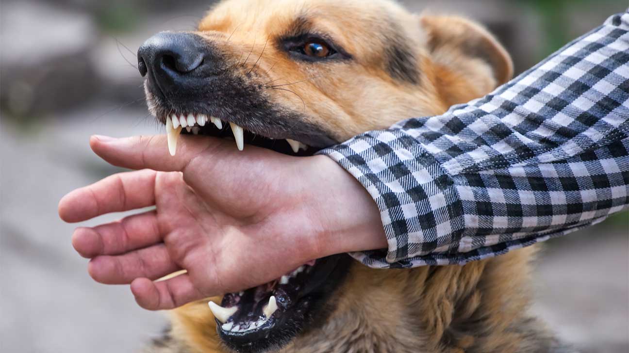 Dog Bite Injury Attorney Dog Bite Lawyer Florin Roebig