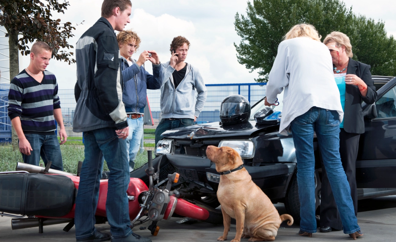 Can A Dog Owner Be Liable For A Motorcycle Accident?